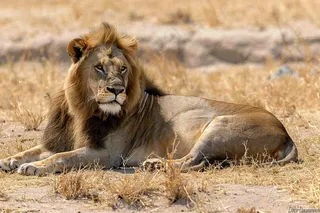 狮子雄狮动物非洲大草原保护动物摄影图
