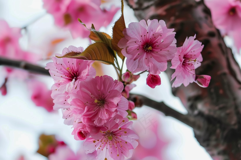 春日樱花花朵摄影图(4032x2688)