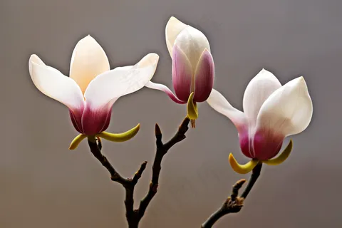 立春盛开的玉兰花粉色玉兰花摄影图