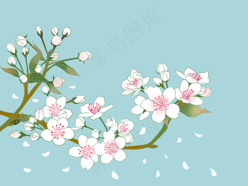 春天立春花梨花蓝色背景