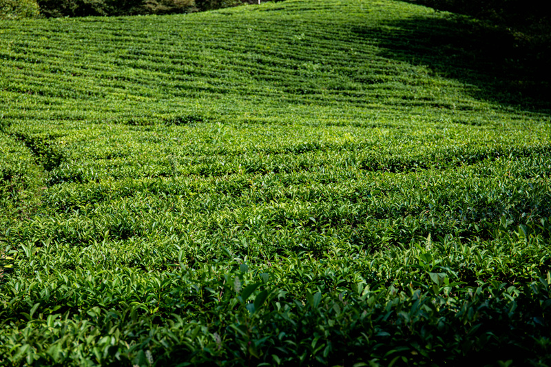 户外茶叶茶园