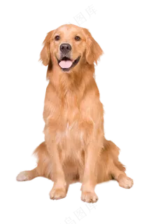 黄色的狗看着你