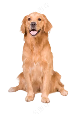 黄色的狗看着你