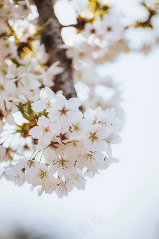 春日樱花花朵摄影图