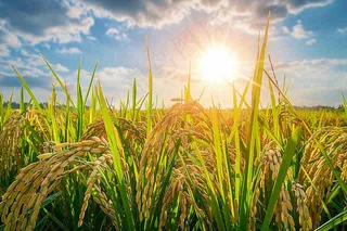 水稻稻穗农田种植生长摄影图