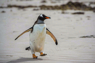 冰雪天地的企鹅寒冷动物摄影图