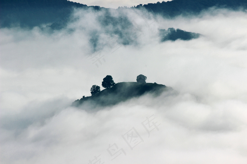 云雾森林图片