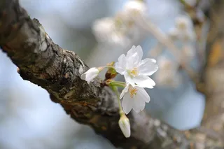 春日樱花花朵摄影图