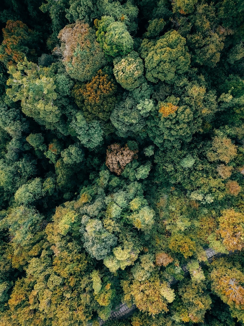 森林中的自然心形图案