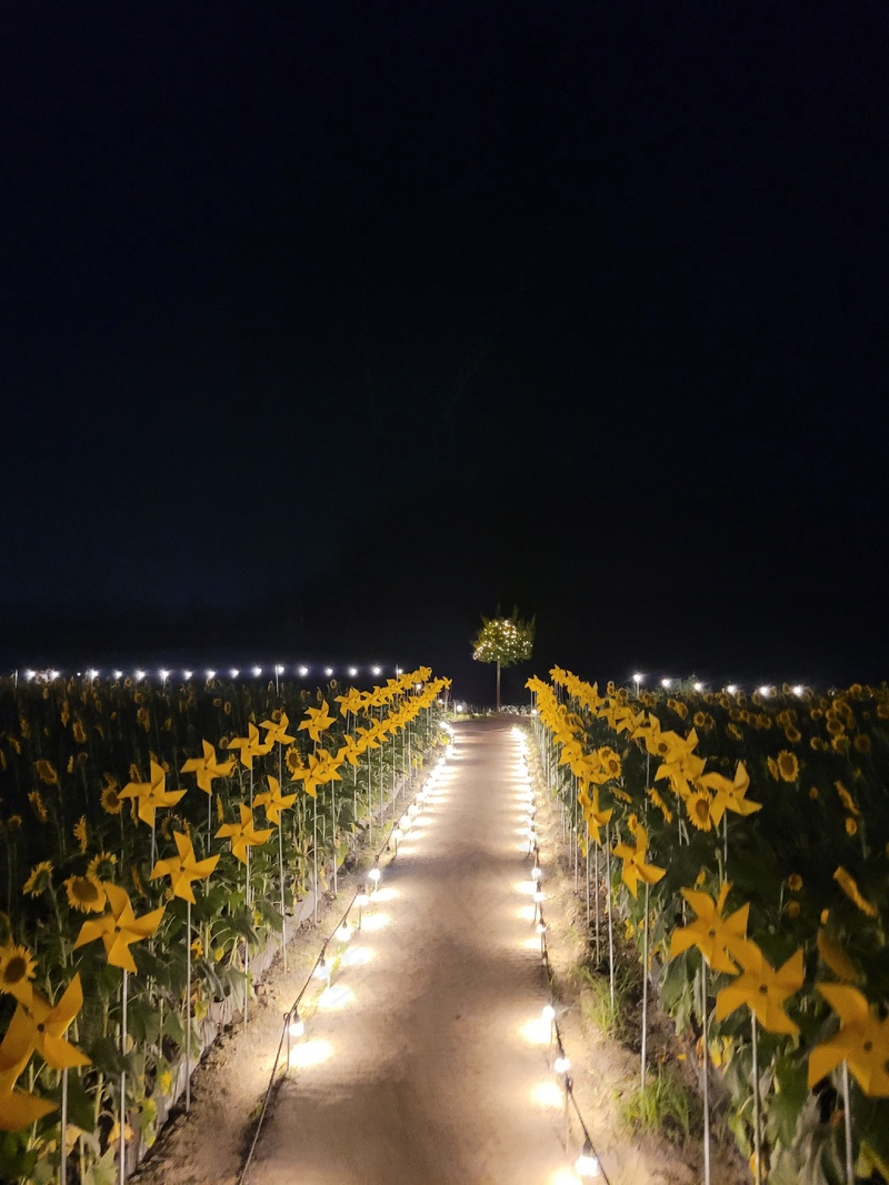 夜晚向日葵花园灯光秀2