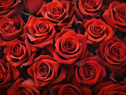 玫瑰花鲜花花朵摄影图