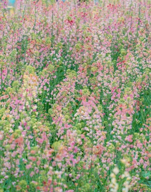 油菜花的季节来了3