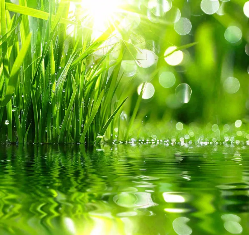 雨天草地上的积水绿叶上挂着水滴春天春分雨水谷雨摄影图(1088x1024)