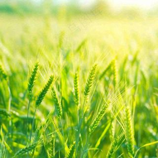 绿色小麦田麦穗粮食生长小满芒种摄影图