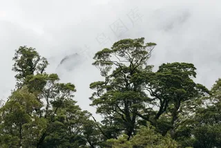 山脉森林图片