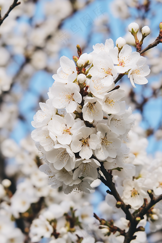 春天立春李子花白梅花梨花摄影图