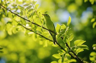 春天新芽嫩芽绿叶树枝绿色小鸟摄影图