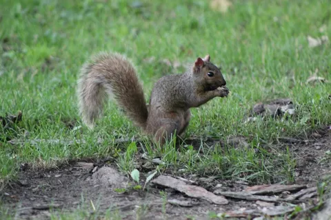 户外松鼠动物 户外松鼠动物