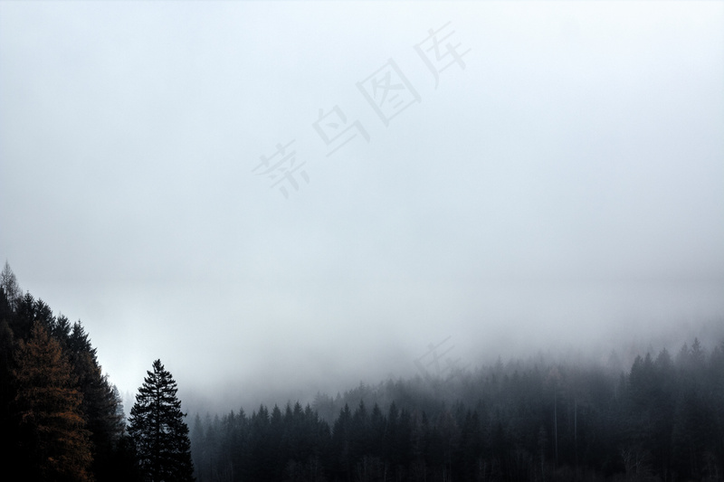 云雾森林图片
