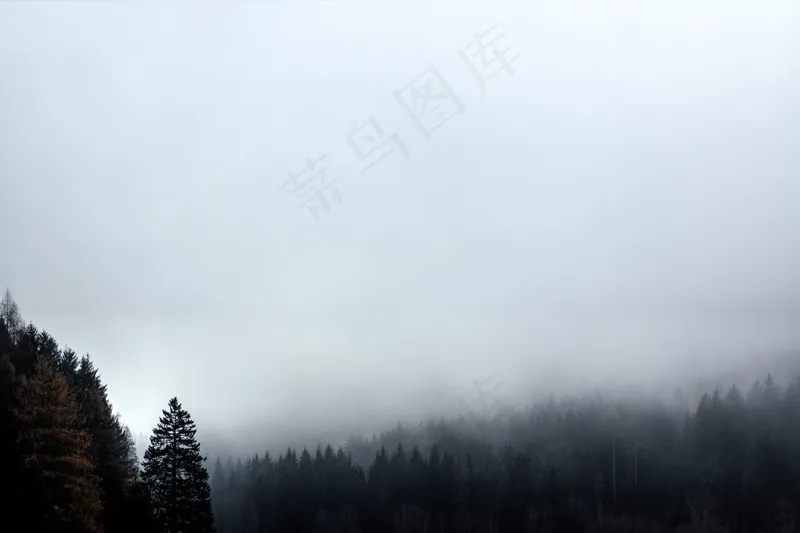 云雾森林图片