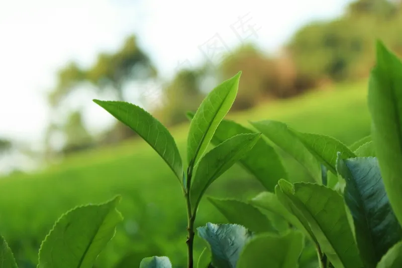 户外茶园茶叶 户外茶园茶叶