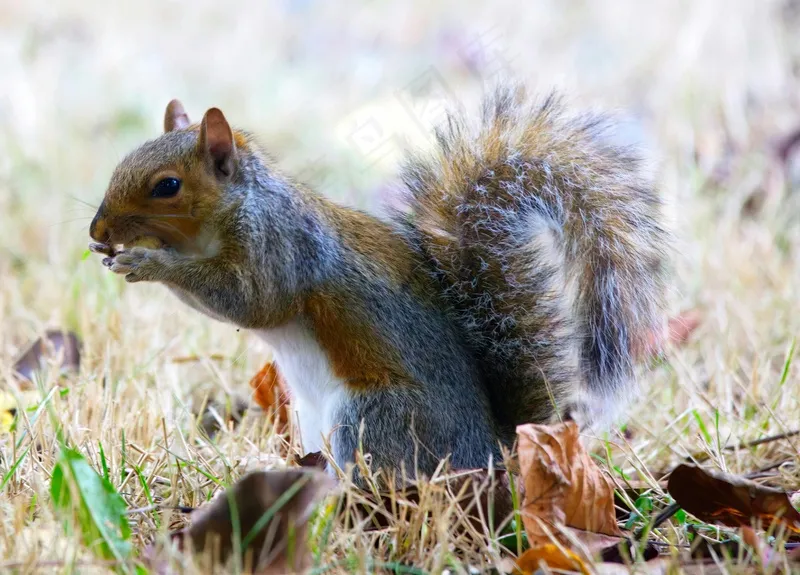 户外松鼠动物 户外松鼠动物