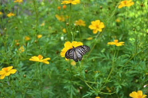 生机勃勃的花园里的黄蝴蝶 生机勃勃的花园里的黄蝴蝶
