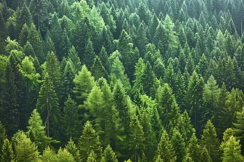 山林森林阳光绿色大自然风景摄影图