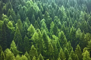 山林森林阳光绿色大自然风景摄影图