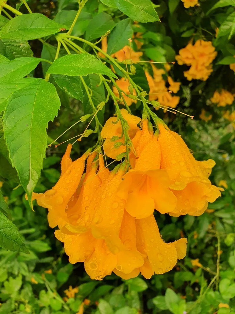 花园植物黄色喇叭花