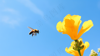 春天油菜花蜜蜂采蜜摄影图