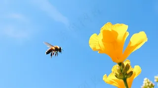 春天油菜花蜜蜂采蜜摄影图