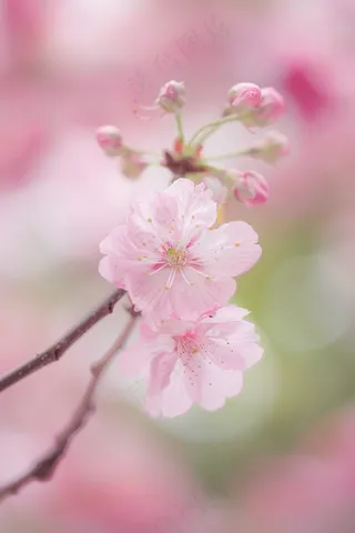 春日樱花花朵摄影图