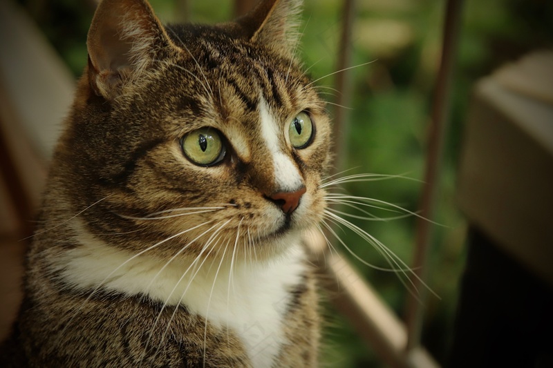 猫咪小猫动物