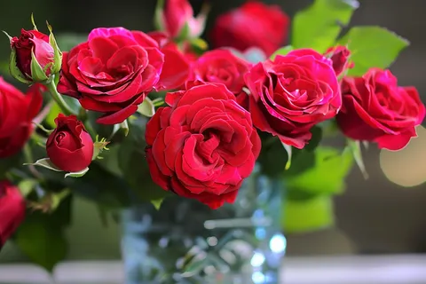 玫瑰花鲜花花朵摄影图