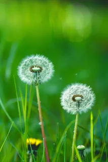 蒲公英植物春天摄影图