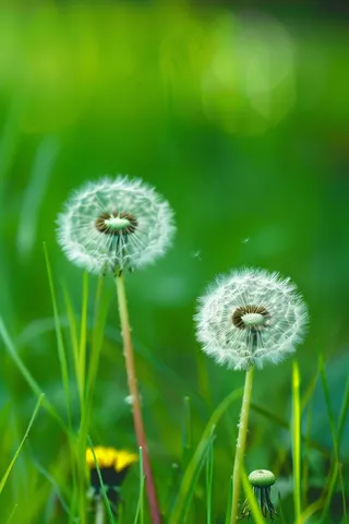 蒲公英植物春天摄影图