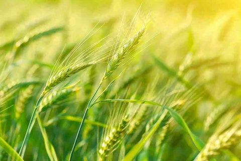 绿色小麦田麦穗粮食生长小满芒种摄影图