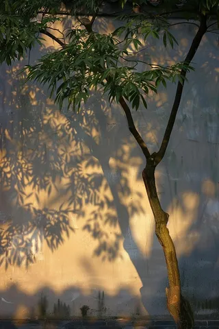 阳光下树叶绿荫白墙光影斑驳摄影图