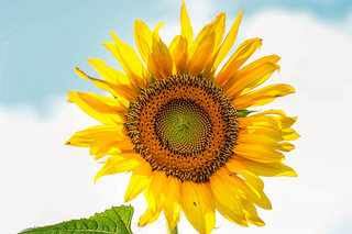 向日葵向阳鲜花摄影图