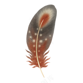 水彩羽毛素材