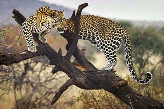 猎豹树干树枝上保护动物摄影图