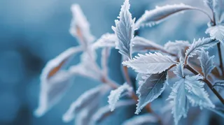 秋冬白霜叶子植物结冰摄影图