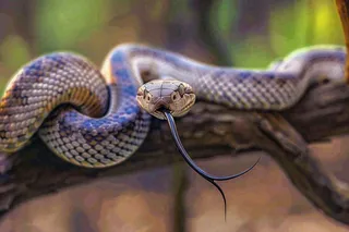 蛇盘踞在树枝上爬行动物摄影图