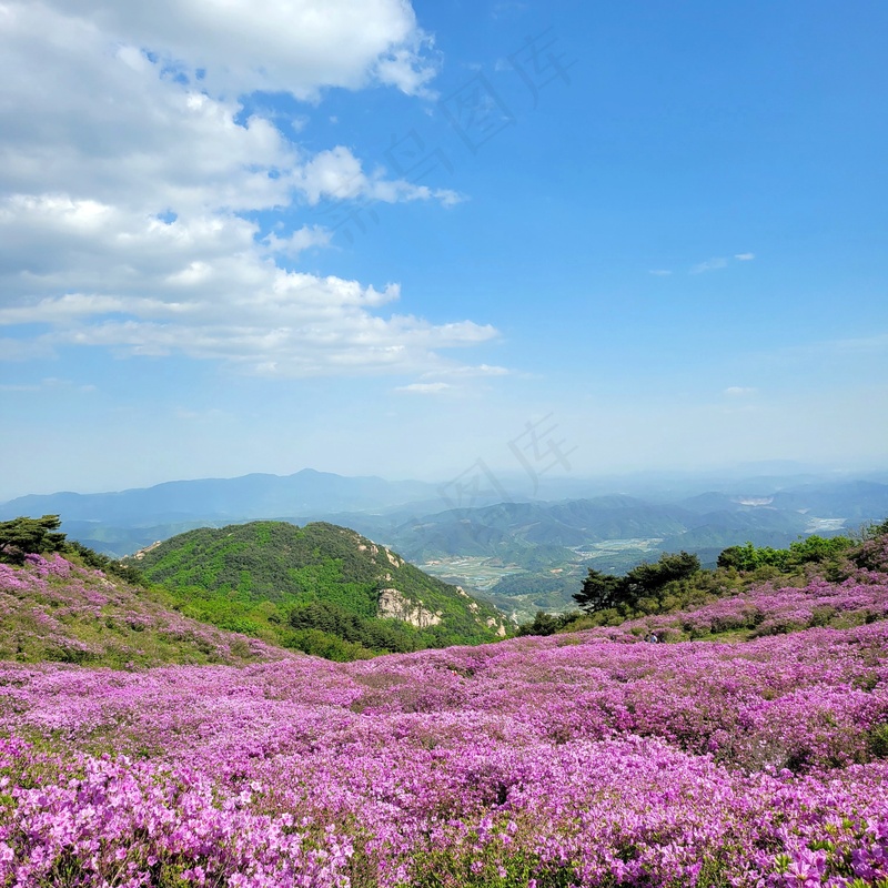 高山上的紫色花海4