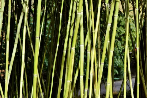 户外竹林竹子 户外竹林竹子
