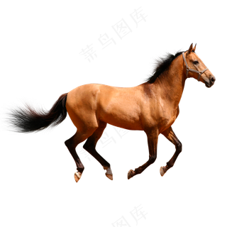 一只奔跑的马儿