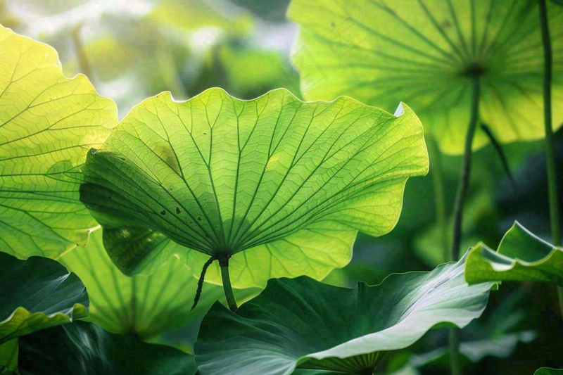 夏日荷叶阳光下遮阳绿意夏至立夏处暑摄影图(1344x896)