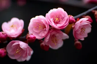 梅花腊梅粉色花朵摄影图