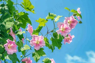 芙蓉花鲜花摄影图